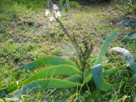 Veldkool (Tralchyandra falcata) plant flowering in its native habitat near Langebaan, Western Cape.