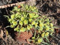Euphorbia bupleurifolia 