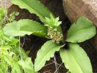 Eucomis montana