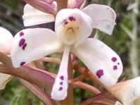 Disa nivea 