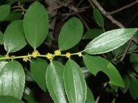 Ziziphus rivularis (Photo Geoff NIchols)
