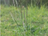 Sporobolus africanus 