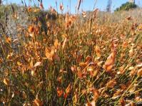 Willdenowia incurvata 