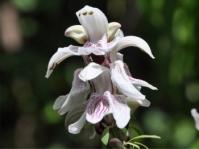Justicia adhatodoides
