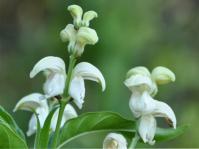 Justicia aconitiflora, flowers. (Alice Notten)