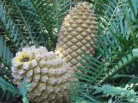 Encephalartos msinganus 