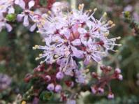 Agathosma orbicularis