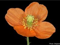 Papaver aculeatum flower. Photo SAplants