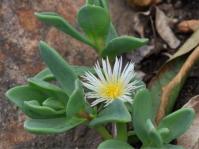 Prenia vanrensburgii 