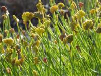 Schizaea pectinata 