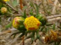 Marasmodes trifida