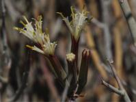 Kleinia longiflora (Tony Rebelo)