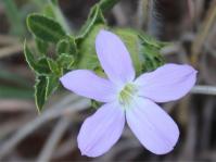 Barleria macrostegia 