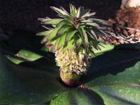 Eucomis regia 