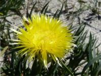 Conicosia pugioniformis subsp. pugioniformis 