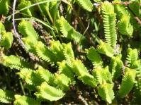 Crassula ericoides 