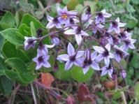 Solanum africanum