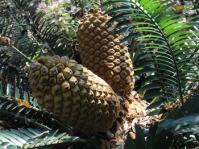 Encephalartos aemulans 