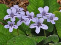 Streptocarpus floribundus 