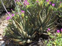 Tulista pumila