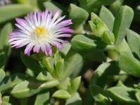 Delosperma saxicola 