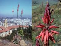 Aloe pretoriensis 