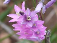 Dierama tysonii 