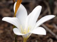 Apodolirion macowanii 