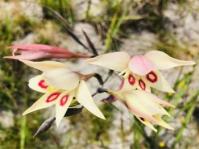 Gladiolus angustus 