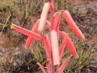 Aloe kniphofioides