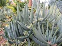 Curio ficoides 