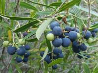 Olea exasperata 