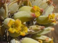 Kalanchoe thyrsiflora 