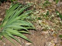 Melasphaerula graminea 