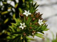 Thesium viridifolium 