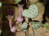 Ceropegia linearis subsp. woodii 