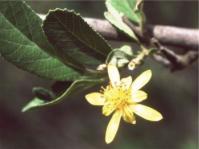 Grewia flava