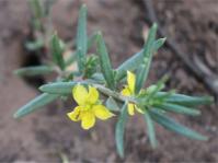 Talinum caffrum 