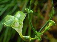 Ceropegia sandersonii 