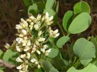 Dalbergia melanoxylon 