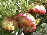 Protea namaquana
