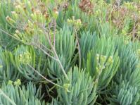 Curio talinoides 