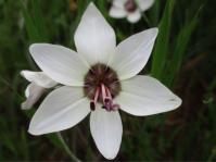 Geissorhiza tulbaghensis 