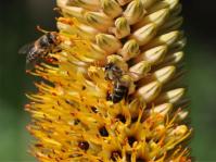 Aloe spicata 