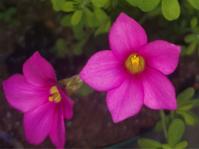 Oxalis hirta