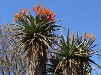 Aloe rupestris 