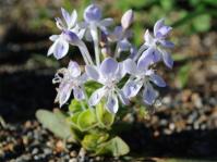 Lapeirousia pyramidalis subsp. pyramidalis 