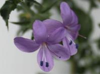 Barleria irritans 