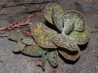 Adromischus maculatus 