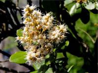 Brachylaena glabra 